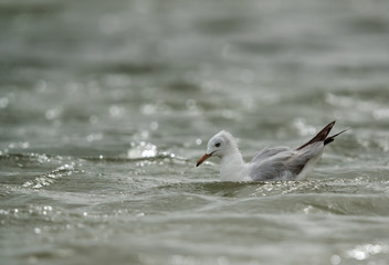 Slender-billed seagull fishing at Busaiteen coast, Bahrain