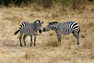 Fototapeta na wymiar Stripes at Masai Mara Grassland, Kenya