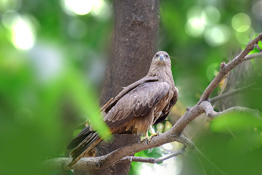 Indian Eagle,the Kite sitting on the tree branch in the defth of field picture. India.