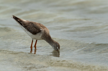 Redshank feeding at Busaiteen coast, Bahrain