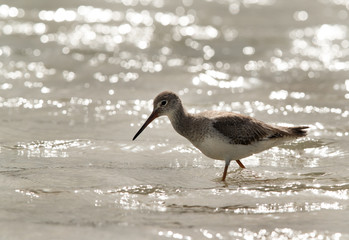 Redshank feeding at Busaiteen coast, Bahrain