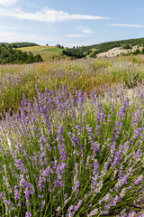 Obraz premium fields of real lavender on the mountain of Lure