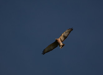 Broad Winged Hawk at dusk