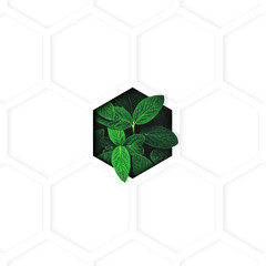 Minimalist white template with green plant and hexagon background