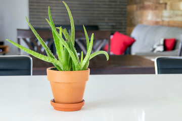 decorative potted aloes plant over a counter  in the living room of a modern house