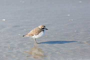 Snowy Plover (Chorlo Nevado). Latin Name Charadrius nivosus. Tongoy Chile