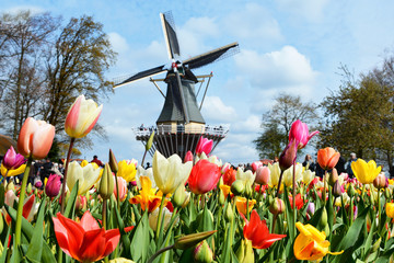 Dutch windmill and colorful tulips in spring garden of flowers Keukenhof, Holland, Netherlands