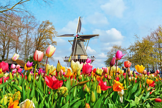 Dutch windmill and colorful tulips in spring garden of flowers Keukenhof, Holland, Netherlands