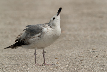 Heuglin's gull at Busaiteen coast, Bahrain 