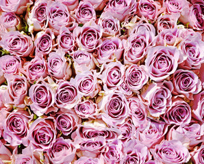 Pink roses background.