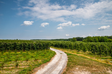Fototapeta na wymiar Country dirt road in Poland amongapple orchards in july, before harvesting time. Blue tinted cloudy sky with green mixed forest in the background. Peaceful countryside atmosphere