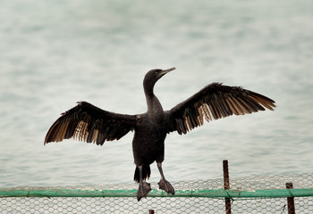 Socotra cormorant drying its wings, Bahrain 