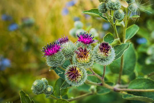 Close up of greater burdock, edible burdock flowers, beggar's buttons, thorny burr or gobō (Arctium lappa)