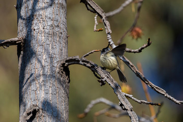 Little Bird Tufted Tit-Tyrant. (Cachudito) Latin name Anairetes Parulus. Santiago. Chile