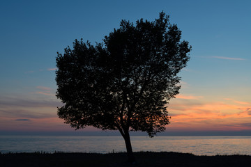 Fototapeta na wymiar A tree on sunset facing the sea
