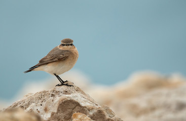 Desert wheatear perched on limestone rock, Bahrain