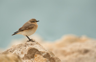 Desert wheatear perched on limestone rock, Bahrain