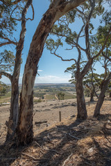 Fototapeta na wymiar Eucalyptus trees frame view looking down to Barossa Valley, Australia