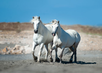 two white camargue horses running among seashore
