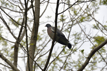 Obraz premium Tourterelle perchée dans les arbres .