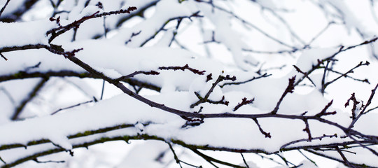 Fototapeta na wymiar The branches are covered with snow. Winter background_