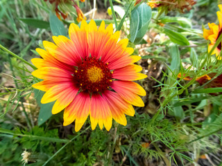 orange and yellow decorative sunflower in summer