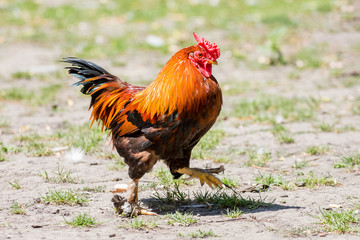 A dwarf cock goes through the farm yard_