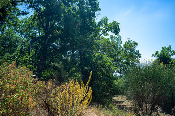 Mediterranean vegetation on a hot summer day