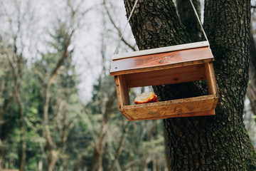 Wooden house for birds in the forest.
