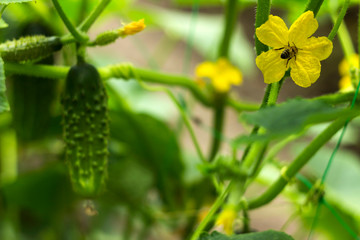 Flowering cucumber yellow flowers with a bee in the garden. Vegetable blooms, small and fresh cucumbers, background. Agriculture