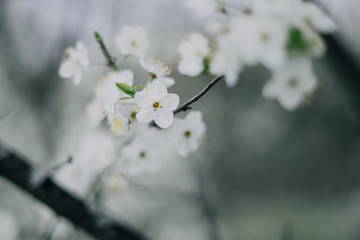White lilacs flowers background outdors light nice