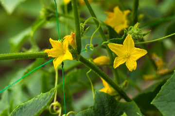 Flowering cucumber yellow flowers in the garden. Vegetable blooms, small and fresh cucumbers, background. Agriculture