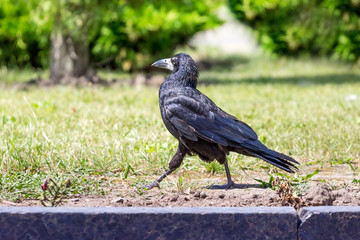 The black raven goes quickly along the way. Hurry to work in the office_