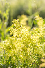 plant