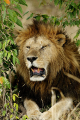Closeup of a lion relaxing in the bushes of Savannah, Masai Mara, kenya