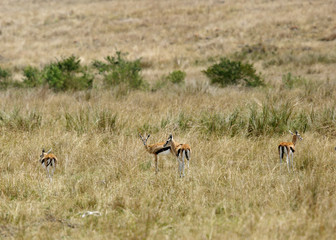 Thomson's Gazelles at Masai Mara, Kenya