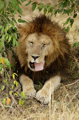Closeup of a lion relaxing in the bushes of Savannah, Masai Mara, kenya