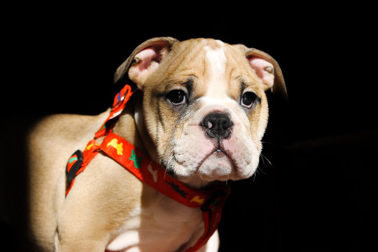 un bull dog extrovertido llamado ozzy 