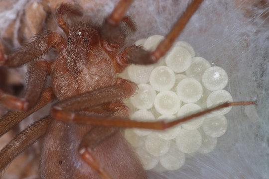 Loxosceles rufescens, recluse violin spider, female protecting spiderlings and spider eggs, egg sac, by making a silk ‘bed’ and then covering them with a silk ’blanket’