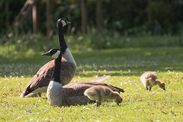 Gänsefamilie