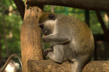 African little green monkey Chlorocebus sabaeus species in the nature reserve is eating in the summer.