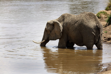 African elephant entering a river at Masai Mara, Kenya