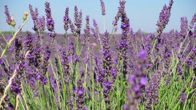 Close up of beautiful purple lavender flowers of Provence, France in foreground moving by wind. Raws of blurred lavander bushes in background with pollinating bees. Shallow depth of field