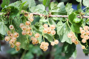 White currants on the bush in the garden.