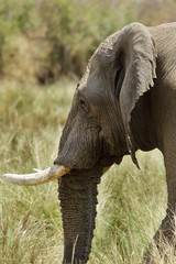 African elephant closeup, Masai Mara, Kenya