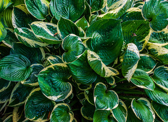 Obraz premium Hosta Green Leaves