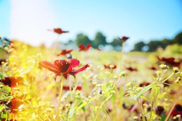 Blumen Wiese mit Insekten - Sommer Hintergrund Blumenwiese