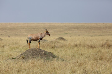 Naklejka na ściany i meble Topi antelopes standing on a mound to attract his partner, Masai Mara, Kenya