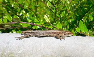 Lizard without tail lies on a wall, protected by a green hedge and enjoys the sun