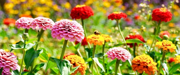 Blumen Wiese mit Insekten - Sommer Hintergrund Blumenwiese